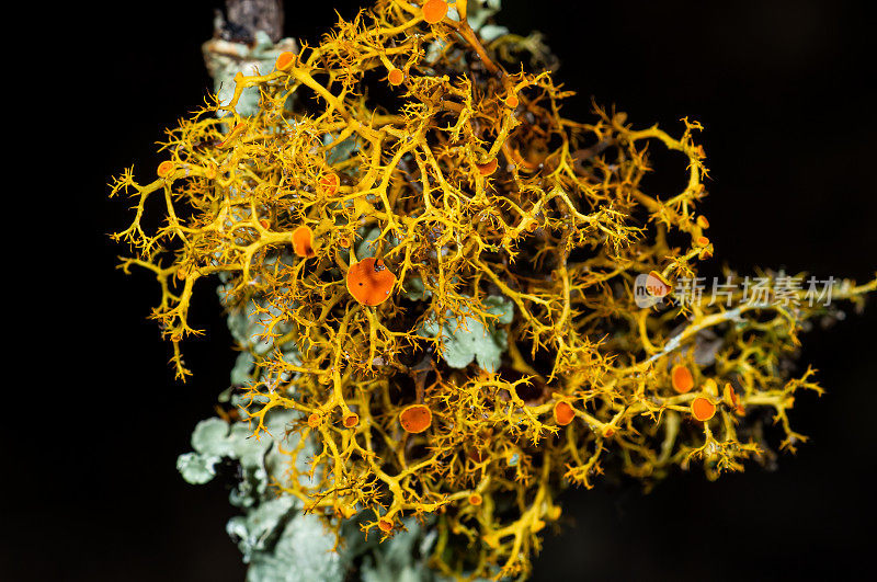 黄端裂菌(Teloschistes flavicans)，又称金毛地衣或粉末状橙灌木地衣，是端裂菌科端裂菌属的一种地衣化真菌。通过其藏红花色的色素来识别。